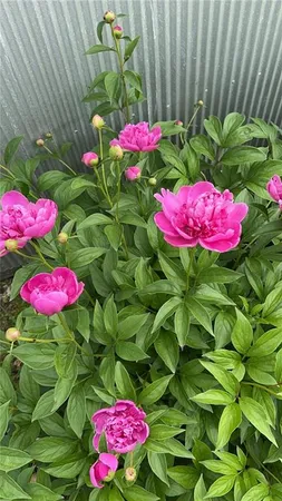 $529,000 | 627 M Highway, Odessa, MO 64076