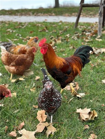 $529,000 | 627 M Highway, Odessa, MO 64076