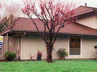 a view of a barn with potted plants and a large tree