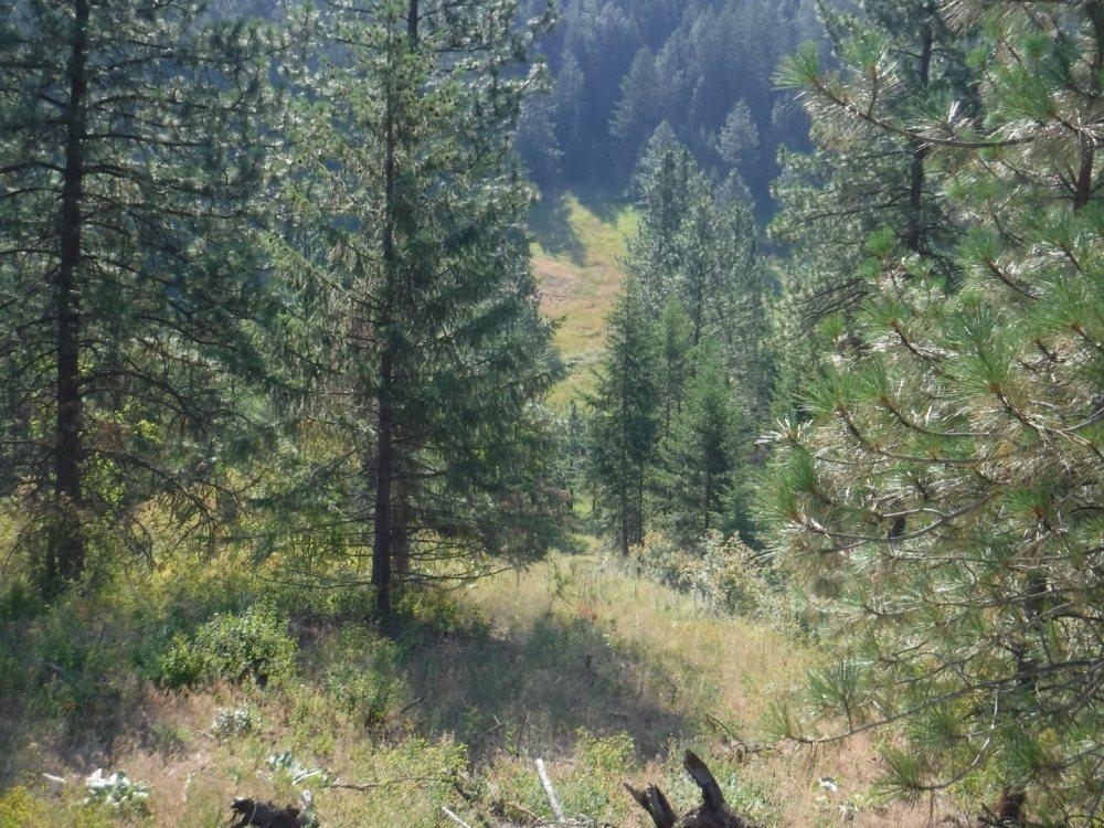 Lot 1 Southwest Moose Ridge Way Loon Lake, WA 99148 - Photo 7 of 13