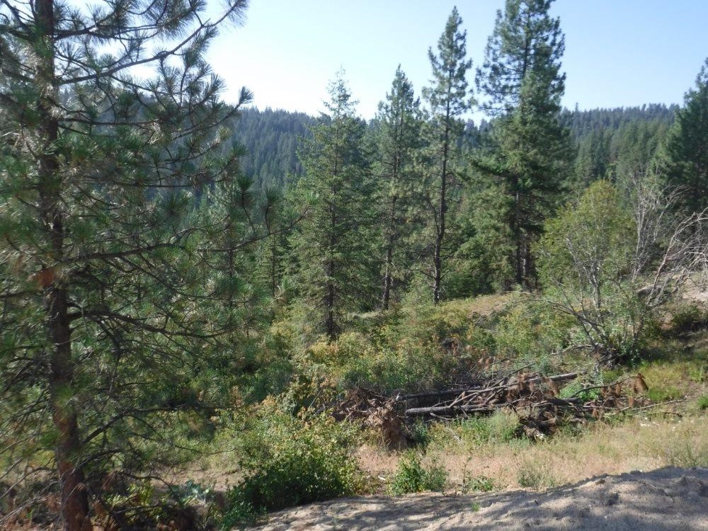 Lot 1 Southwest Moose Ridge Way Loon Lake, WA 99148 - Photo 8 of 13