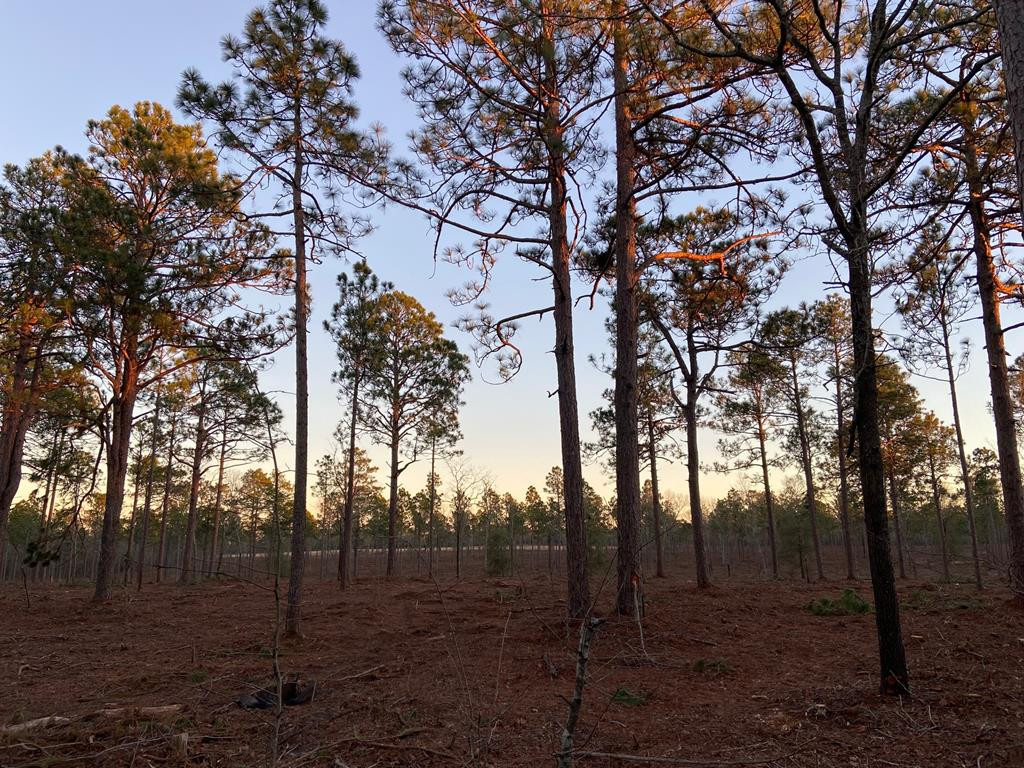 New Lot 4 New Road Windsor, SC 29856 - Photo 3 of 5