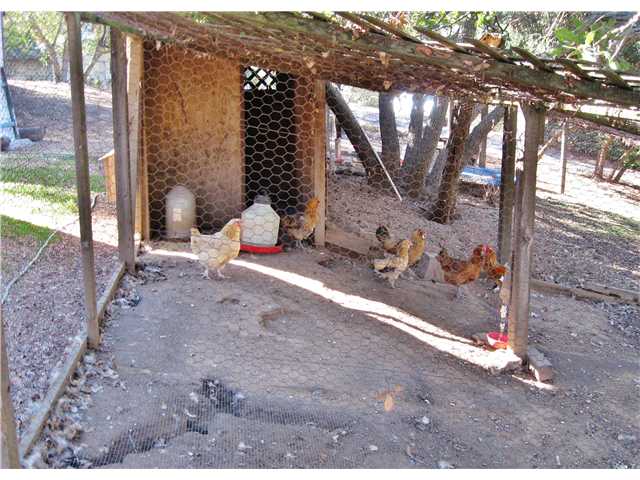 27309 Oakmont Road Valley Center, CA 92082 - Photo 16 of 17 Your very own Chickens and Ducks !!