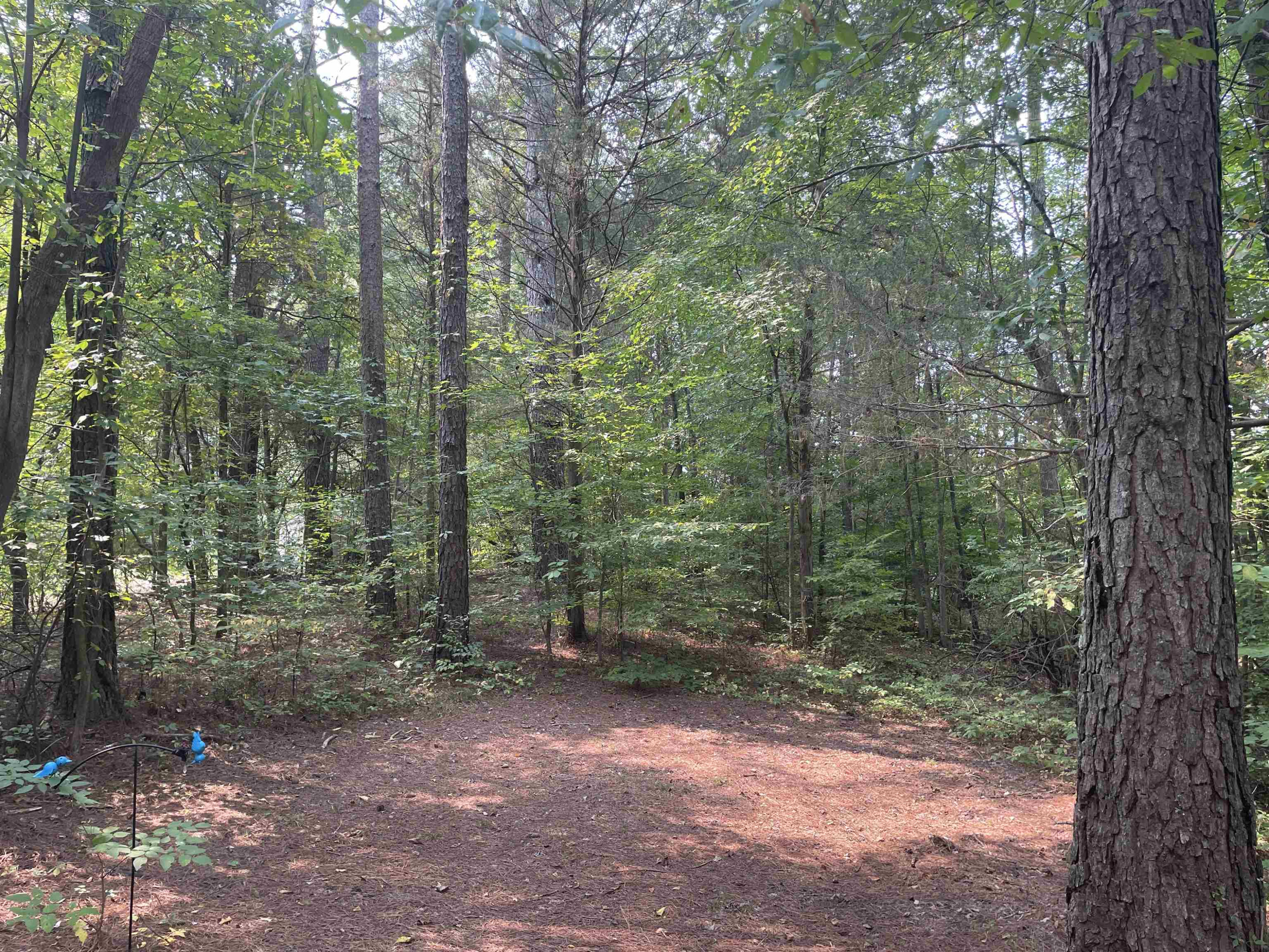 145 Mockingbird Road Medon, TN 38356 - Photo 21 of 24 a view of a forest with trees in the background