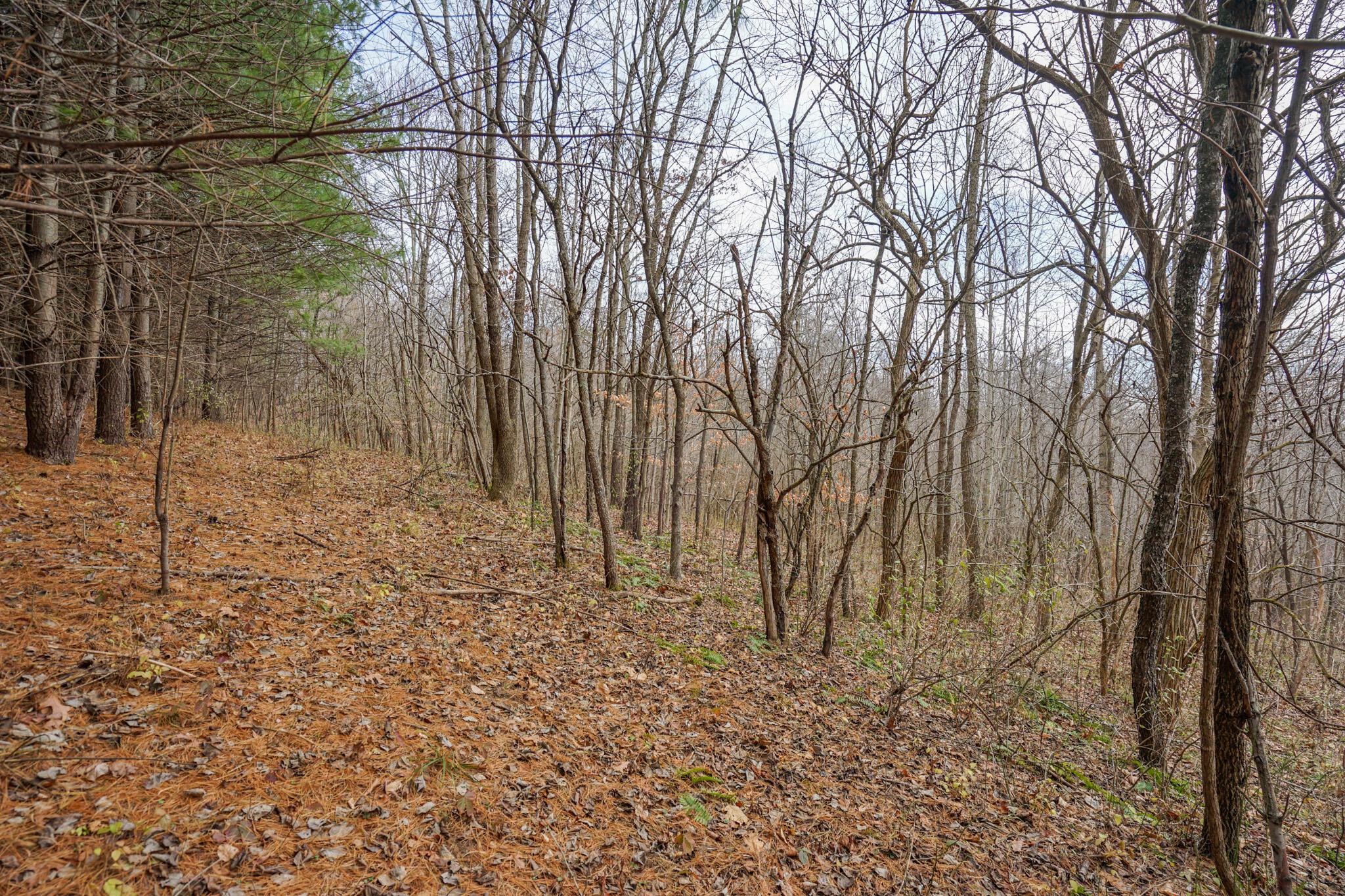 0 Fogle Road Caldwell, OH 43724 - Photo 22 of 42 DSC09906