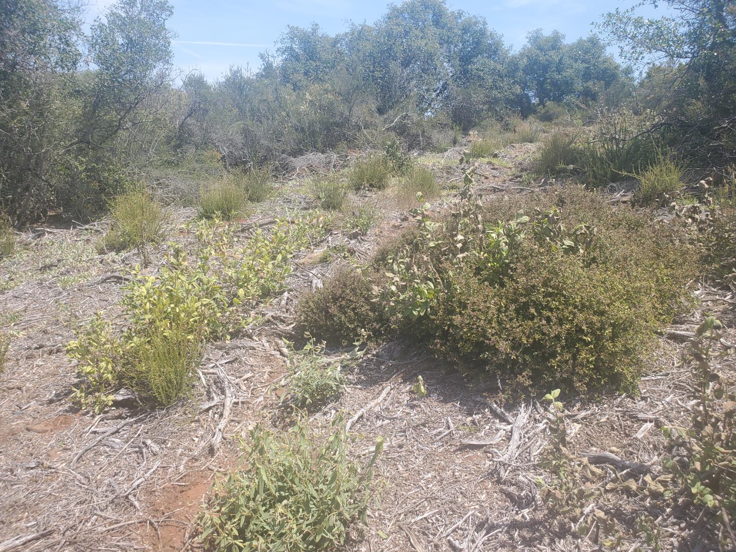 1190 Jurgens Road Rescue, CA 95672 - Photo 5 of 29 a view of a yard with a tree