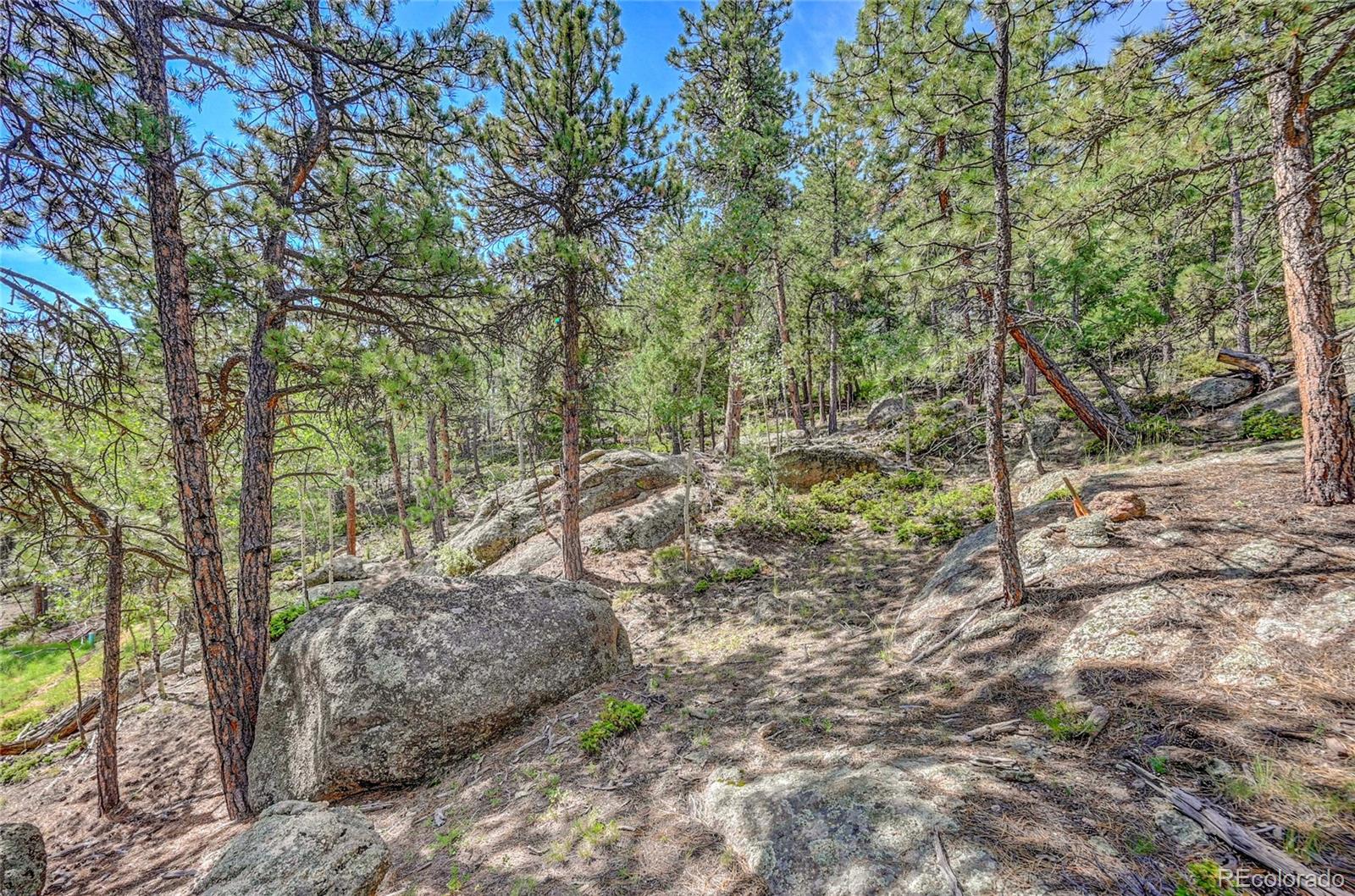 4501 County Road 72 Bailey, CO 80421 - Photo 13 of 23 a view of a forest filled with trees