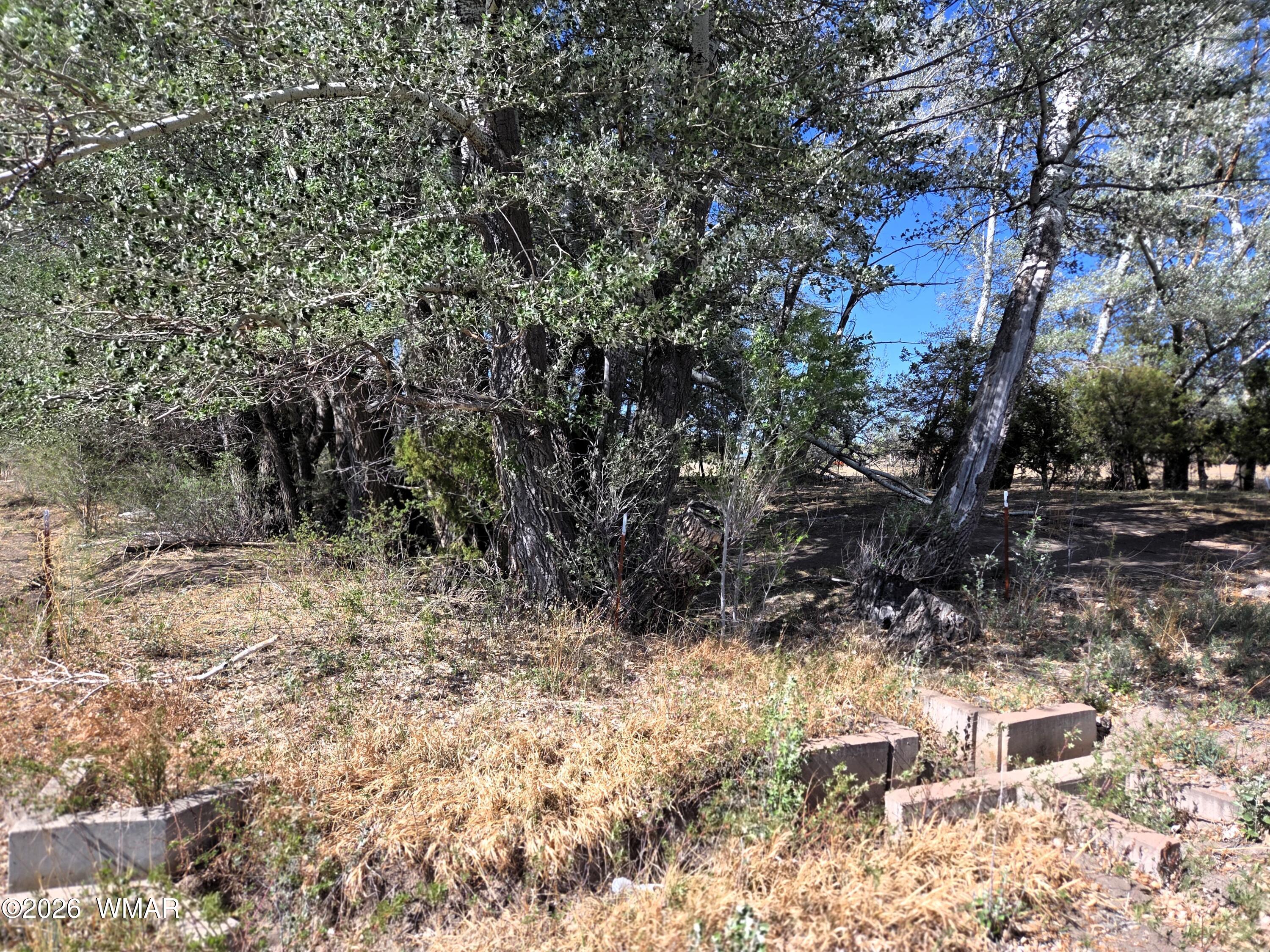 Tbd West School Bus Road Eagar, AZ 85925 - Photo 8 of 10 a view of backyard with green space