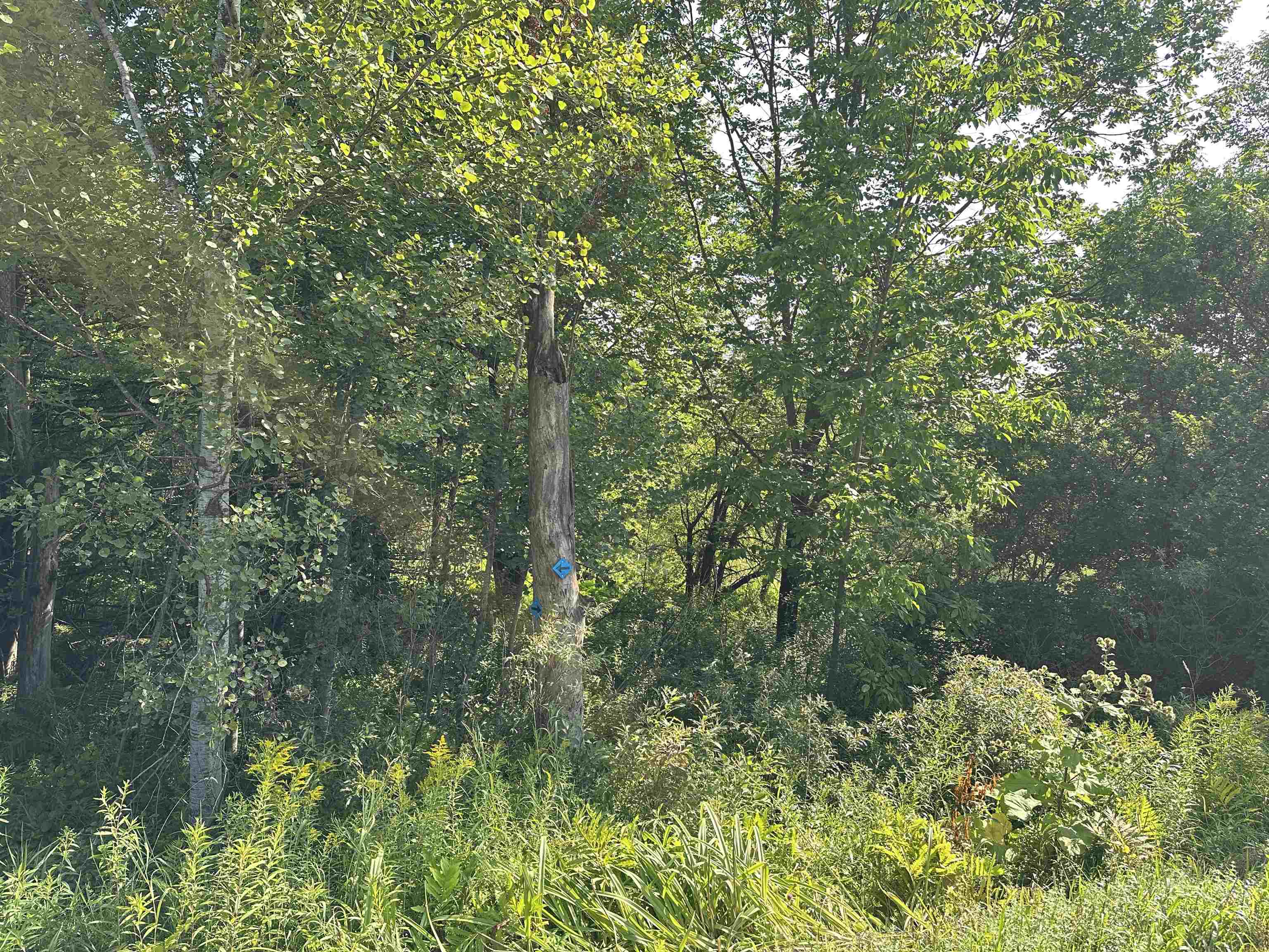 0 Elmore Pond Road Wolcott, VT 05680 - Photo 3 of 14