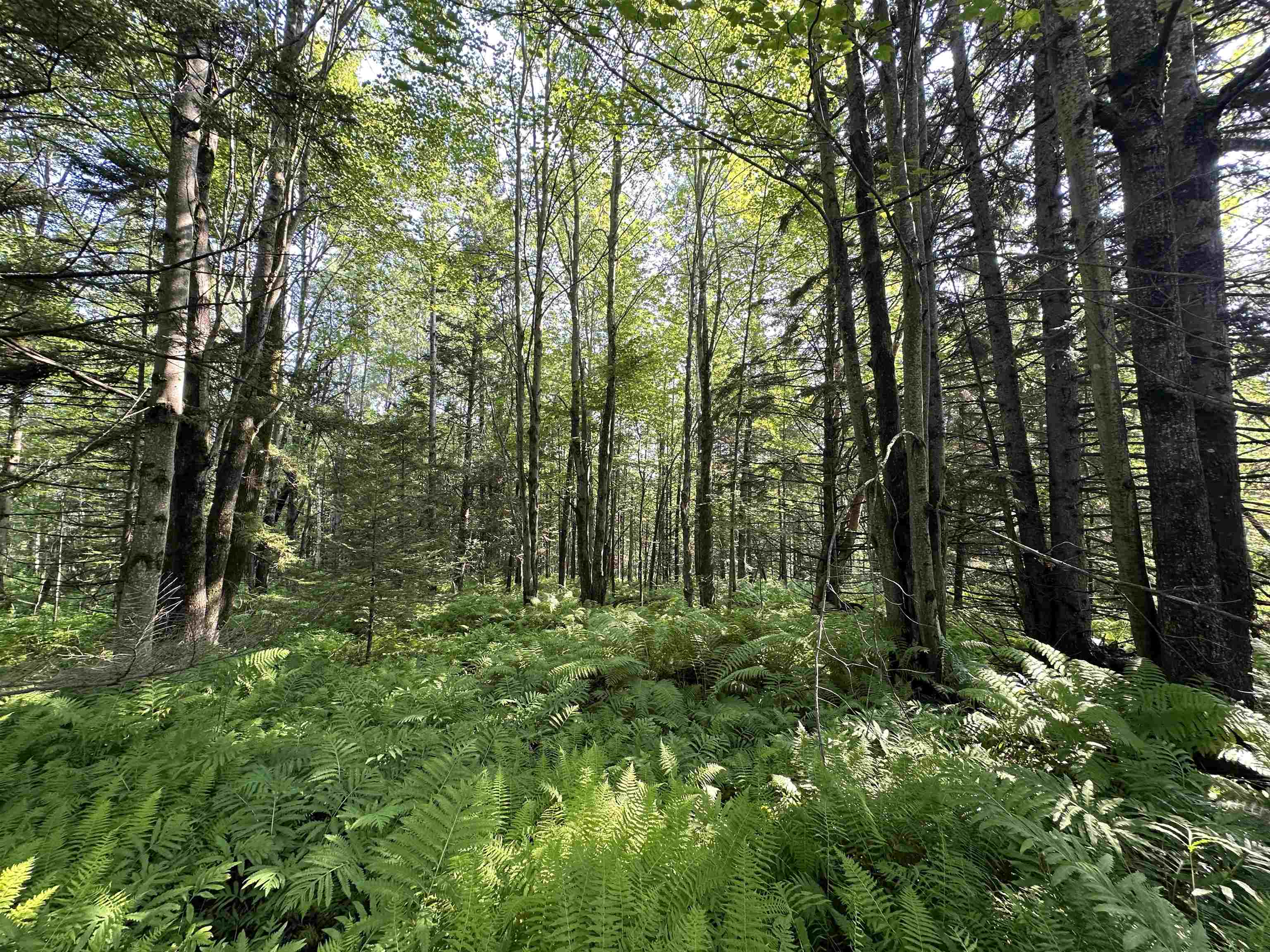 0 Elmore Pond Road Wolcott, VT 05680 - Photo 4 of 14