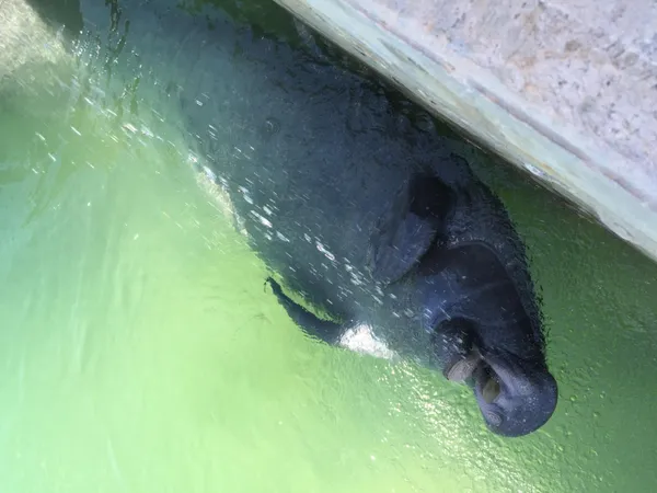 $1,200,000 | 637 Caribbean Drive East, Summerland Key, FL 33042