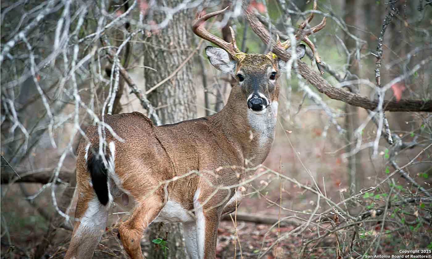 Lot 85 Headwaters Ranch Road Kendalia, TX 78027 - Photo 27 of 36 a backyard of a house