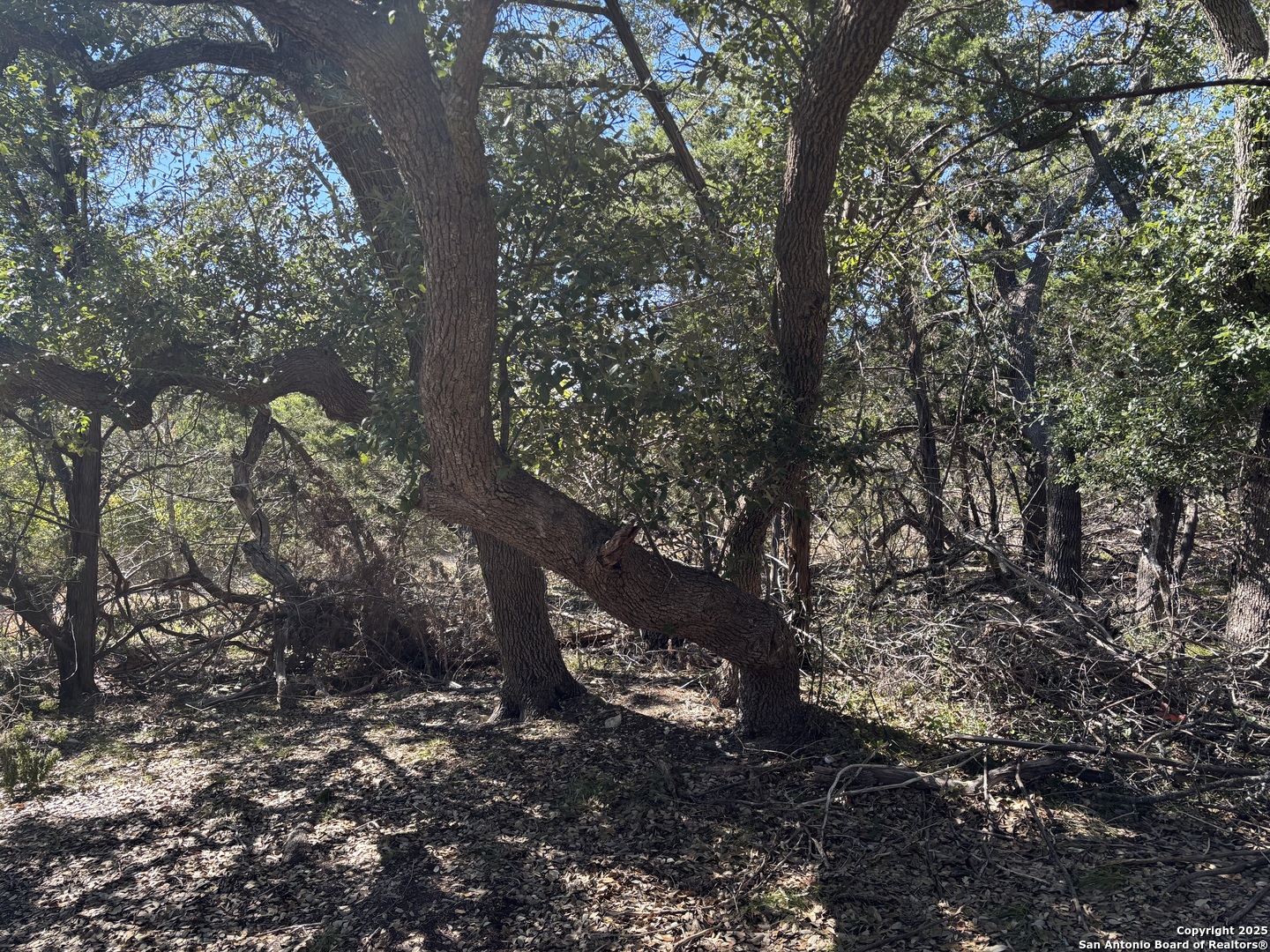 Lot 85 Headwaters Ranch Road Kendalia, TX 78027 - Photo 3 of 36 a view of tree