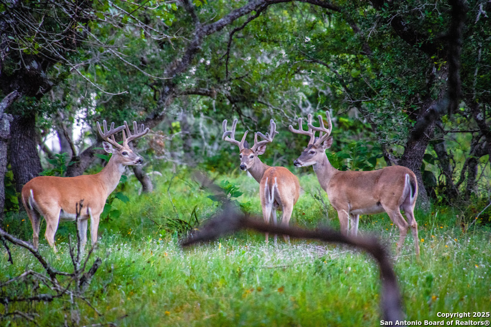 Lot 85 Headwaters Ranch Road Kendalia, TX 78027 - Photo 9 of 36 a view of a garden from a house