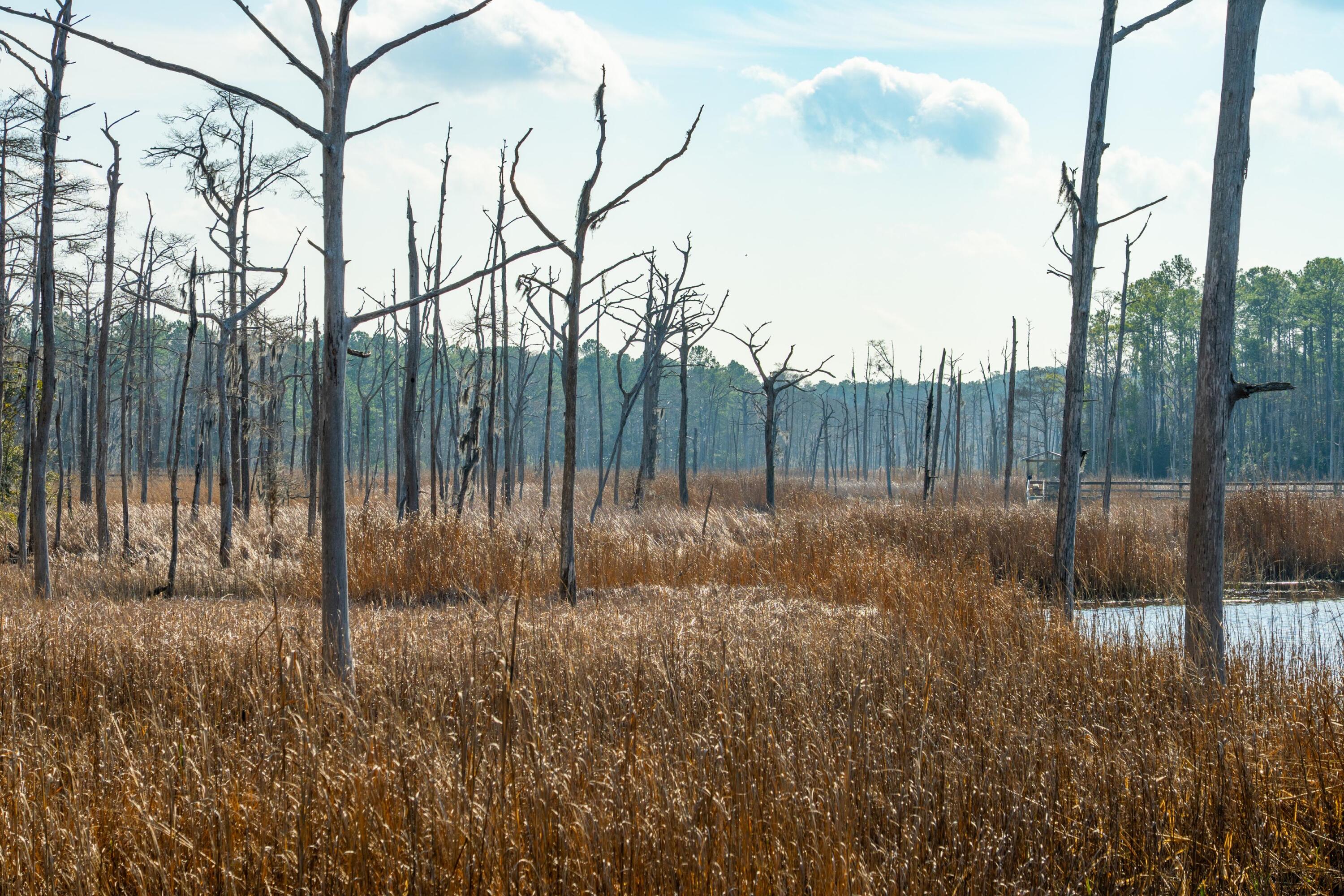 3 Old Town Avenue Georgetown, SC 29440 - Photo 84 of 104 84-OldTownAve