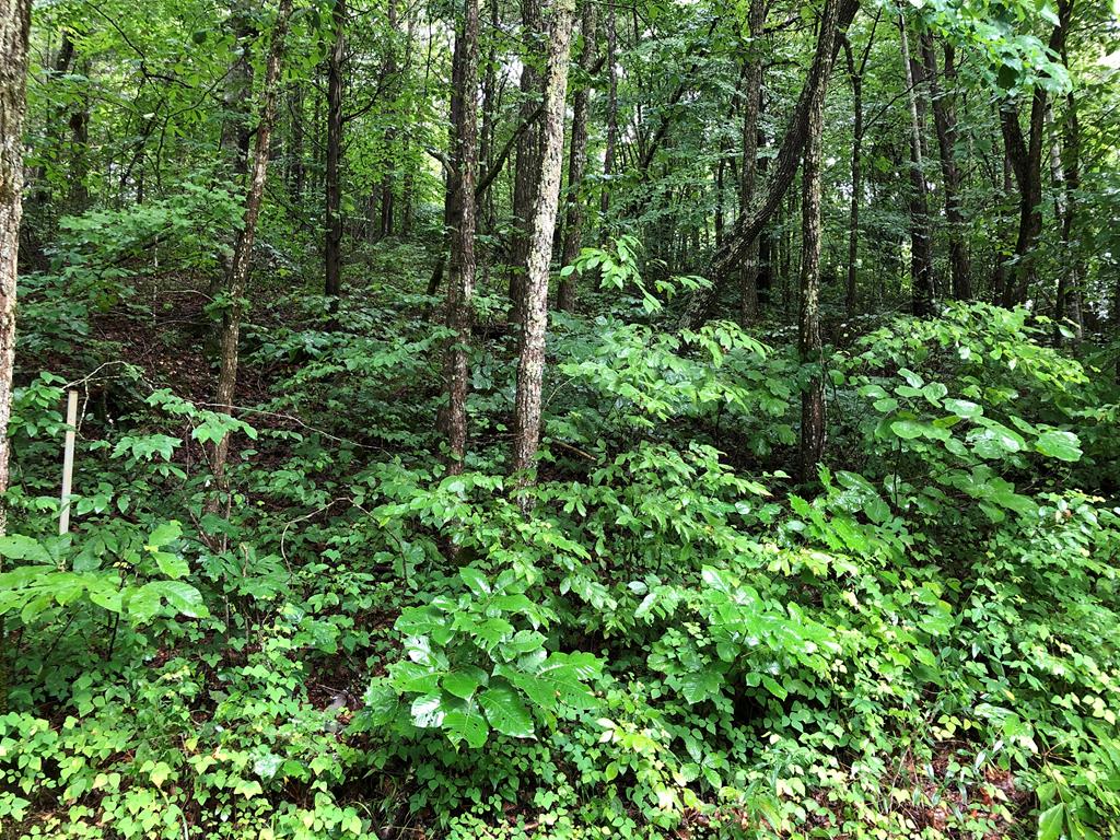 3737 Chestnut Grove Road Columbia, KY 42728 - Photo 19 of 24 Gallery Image 19