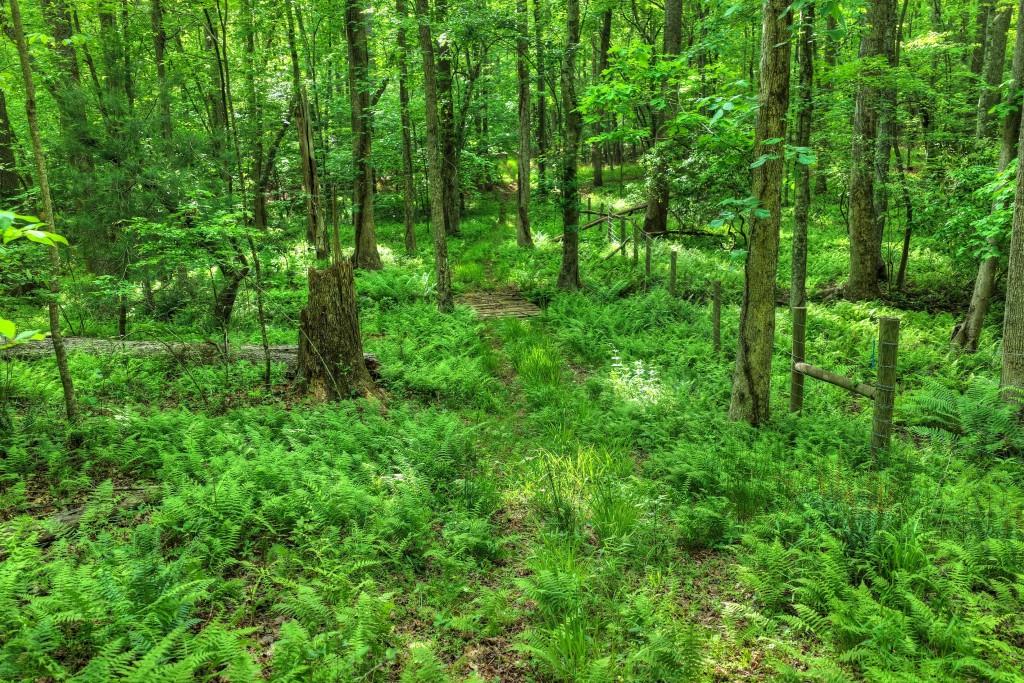 8.52 Ac Mcnelley Road Morganton, GA 30560 - Photo 34 of 47