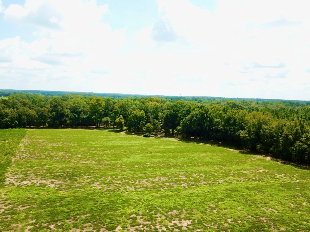 19-acres Summer Road Slocomb, AL 36375 - Photo 7 of 22