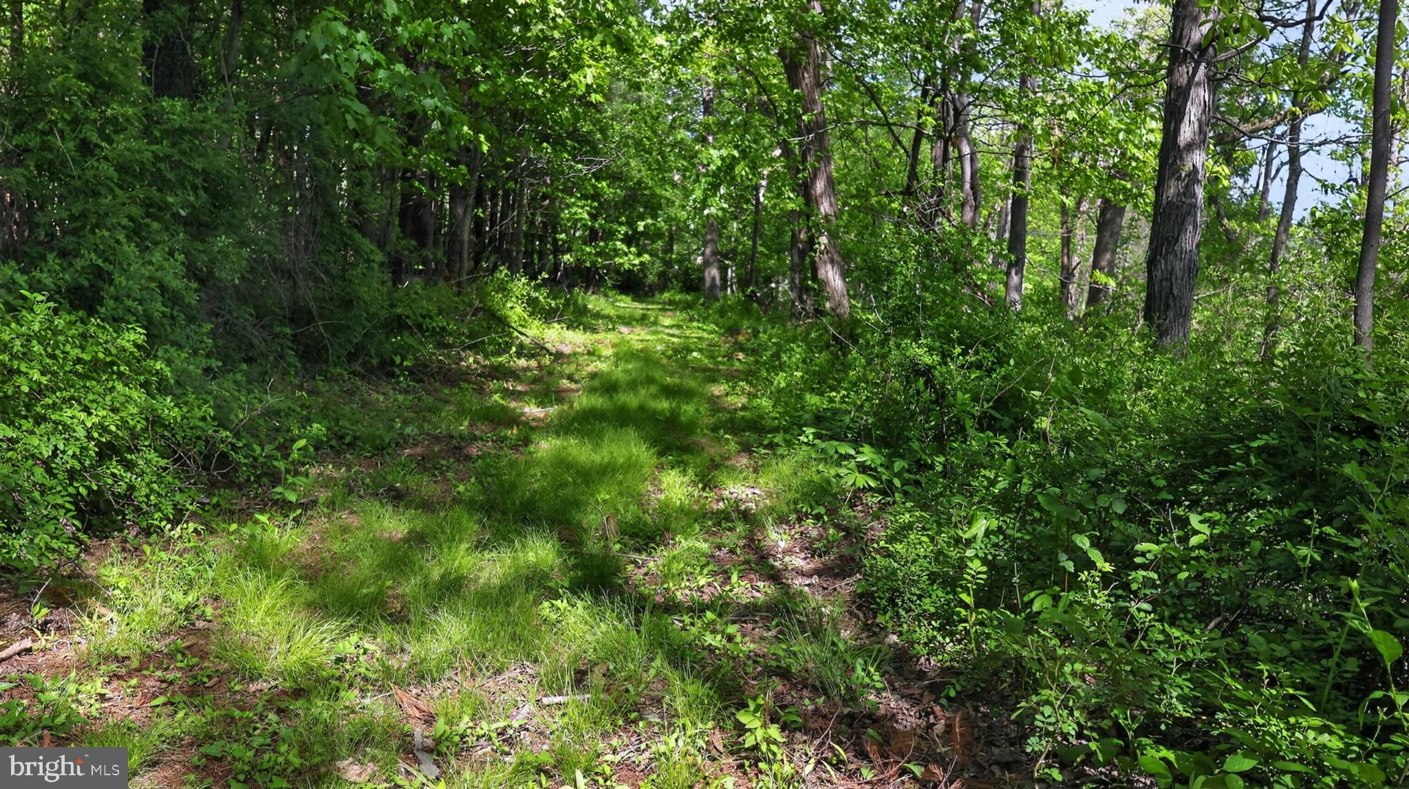 1599 Sanctuary Road Manheim, PA 17545 - Photo 63 of 66 Serene woodland path beckons adventure.