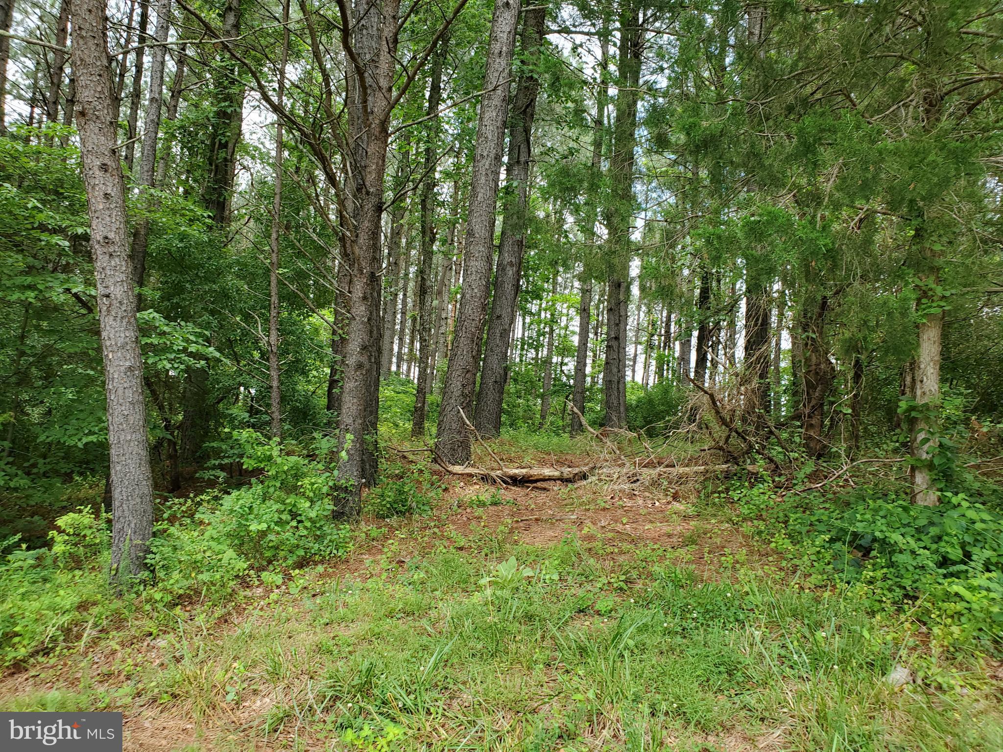 0 Ridgeview Lane Castleton, VA 22716 - Photo 11 of 30 Great house site