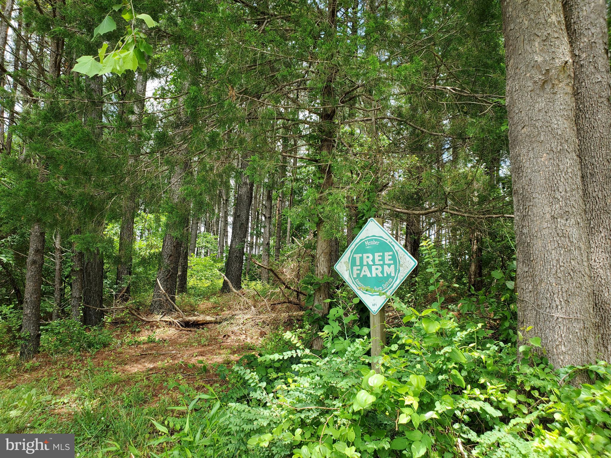 0 Ridgeview Lane Castleton, VA 22716 - Photo 12 of 30 Managed tree farm