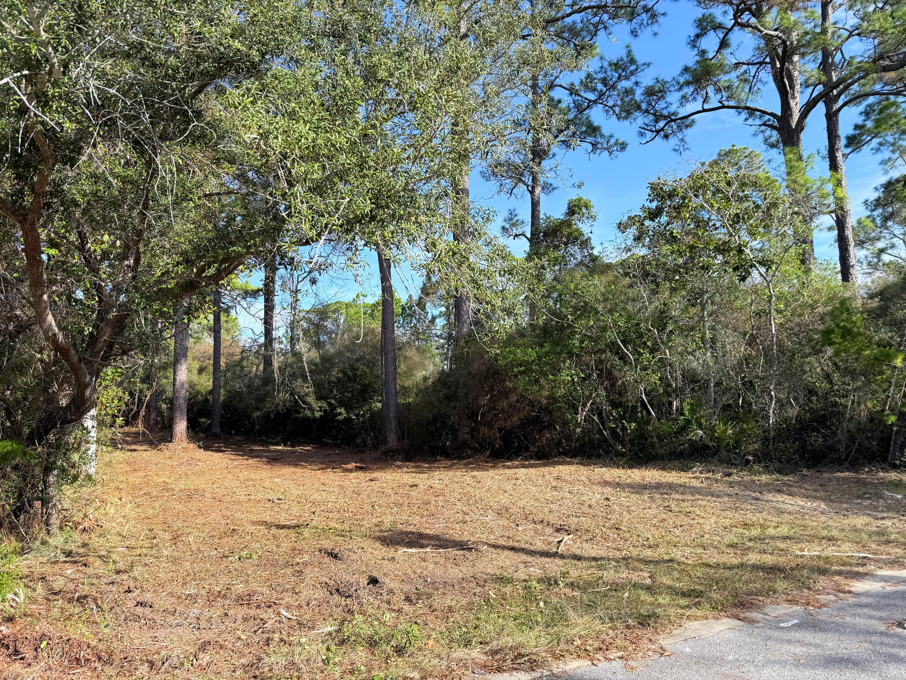 a view of backyard and trees