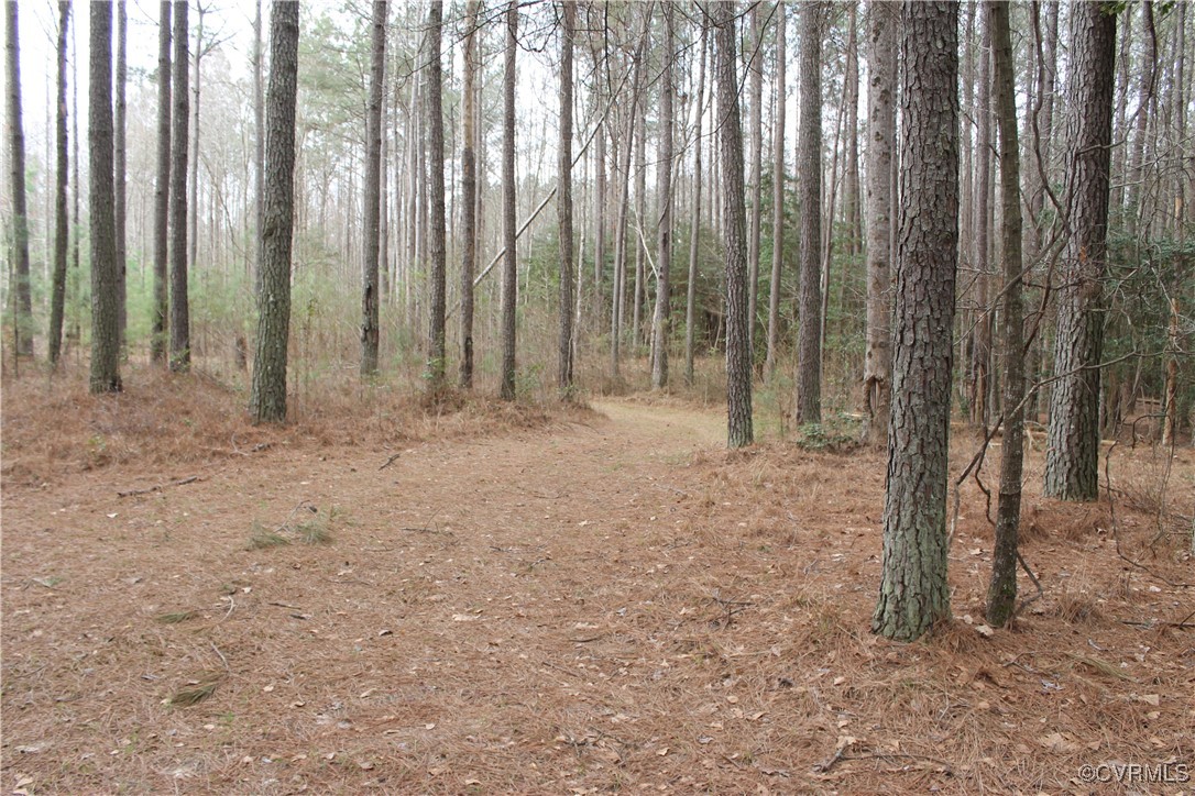 Tbd Tbd Ivor Road Sedley, VA 23878 - Photo 12 of 36 a view of backyard with trees