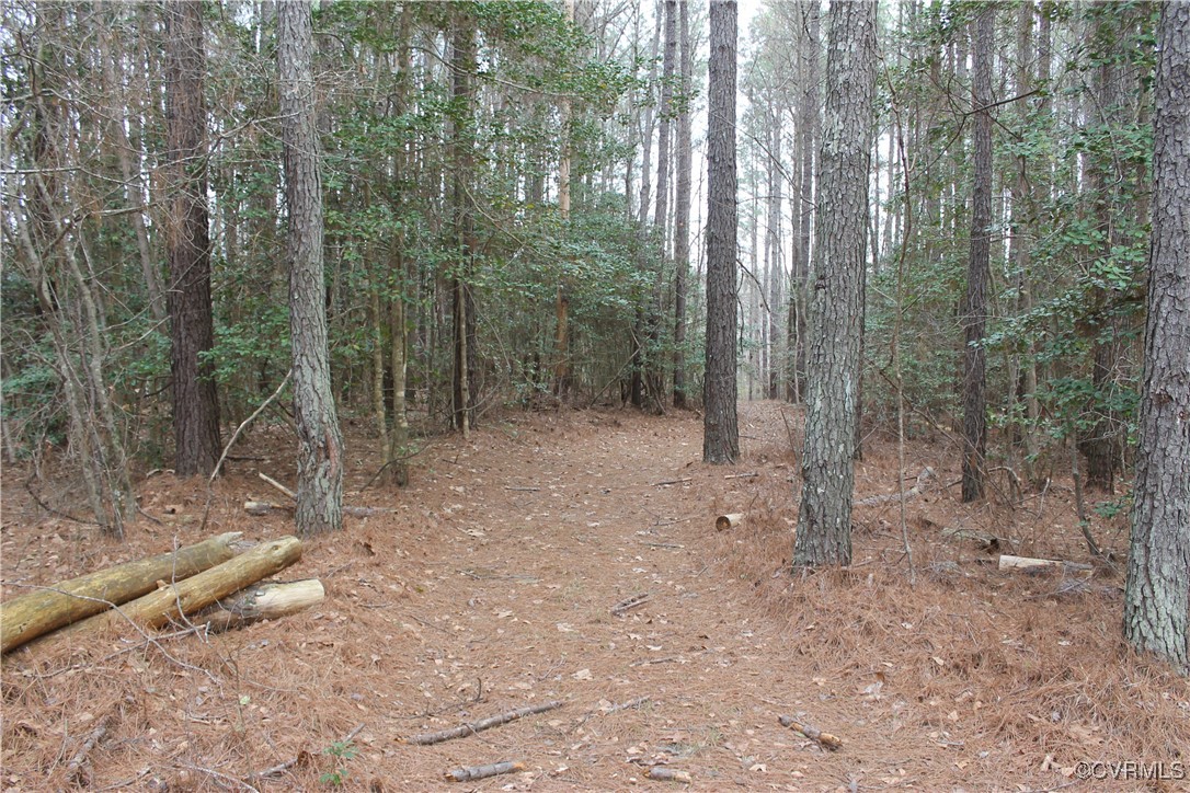 Tbd Tbd Ivor Road Sedley, VA 23878 - Photo 13 of 36 a view of a forest with trees in the background