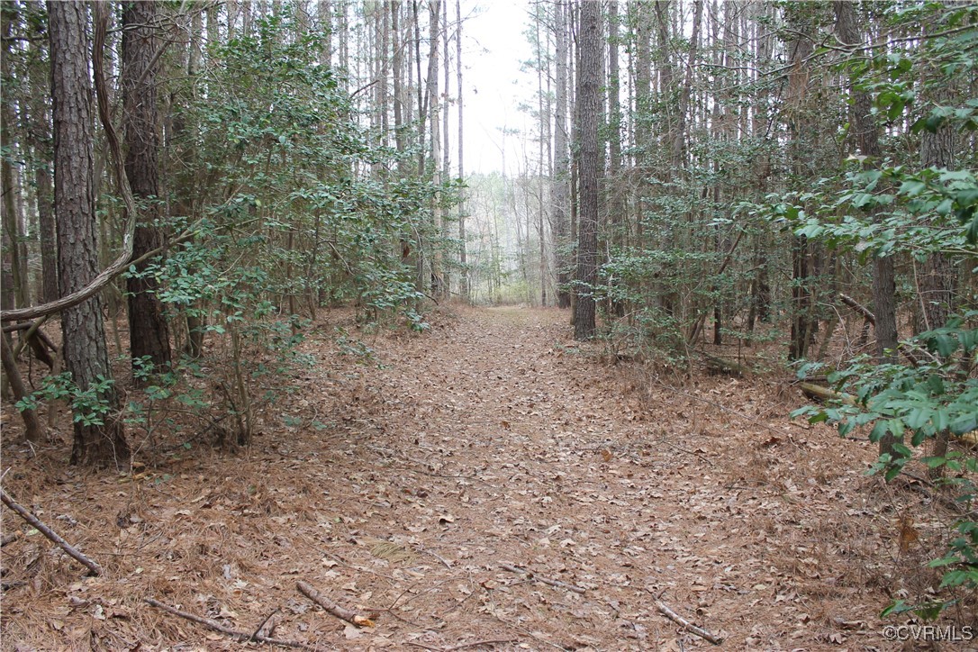 Tbd Tbd Ivor Road Sedley, VA 23878 - Photo 14 of 36 a view of a yard with plants and trees