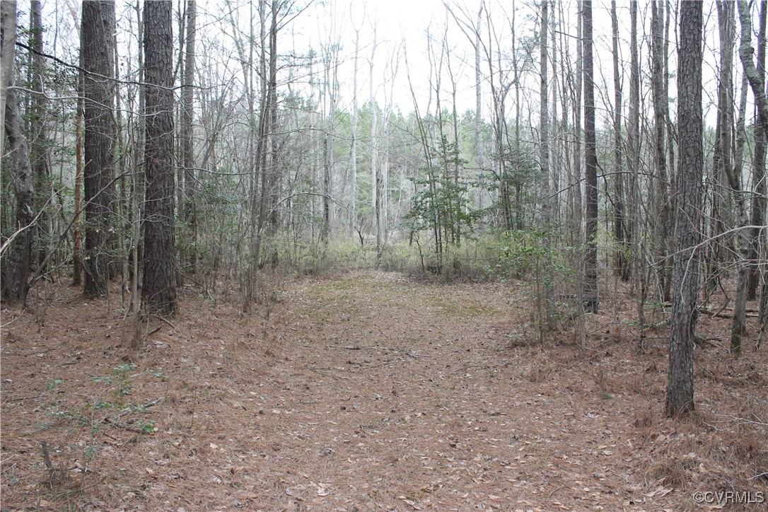 Tbd Tbd Ivor Road Sedley, VA 23878 - Photo 16 of 36 a view of a forest with lots of trees
