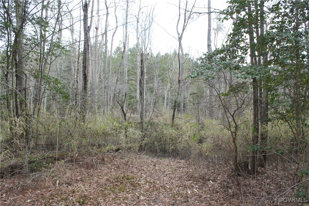Tbd Tbd Ivor Road Sedley, VA 23878 - Photo 18 of 36 a view of a forest with trees in the background