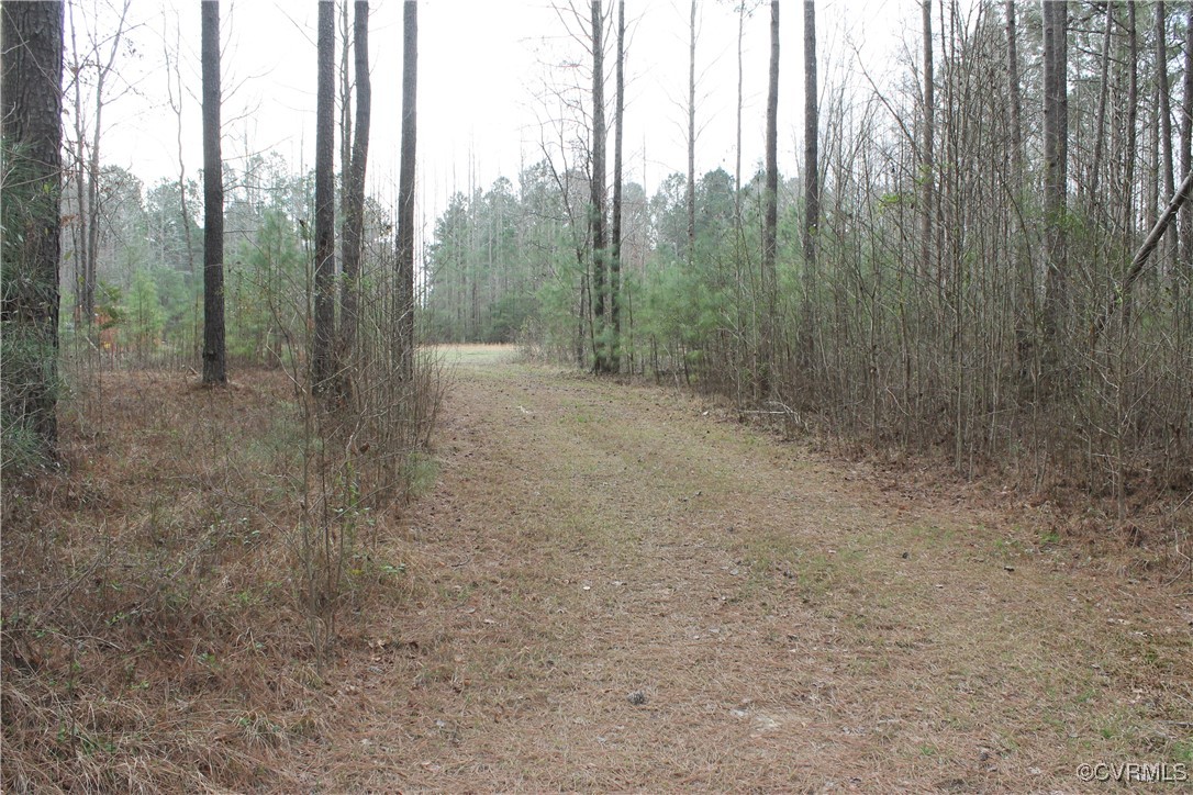 Tbd Tbd Ivor Road Sedley, VA 23878 - Photo 27 of 36 a view of a forest with trees in the background