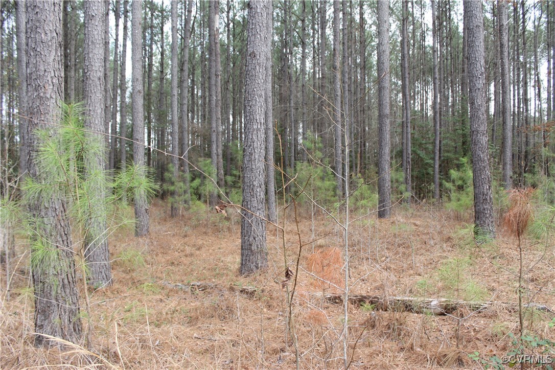 Tbd Tbd Ivor Road Sedley, VA 23878 - Photo 28 of 36 a view of a forest with trees in the background