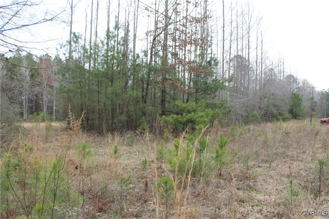 Tbd Tbd Ivor Road Sedley, VA 23878 - Photo 35 of 36 a view of a forest filled with trees