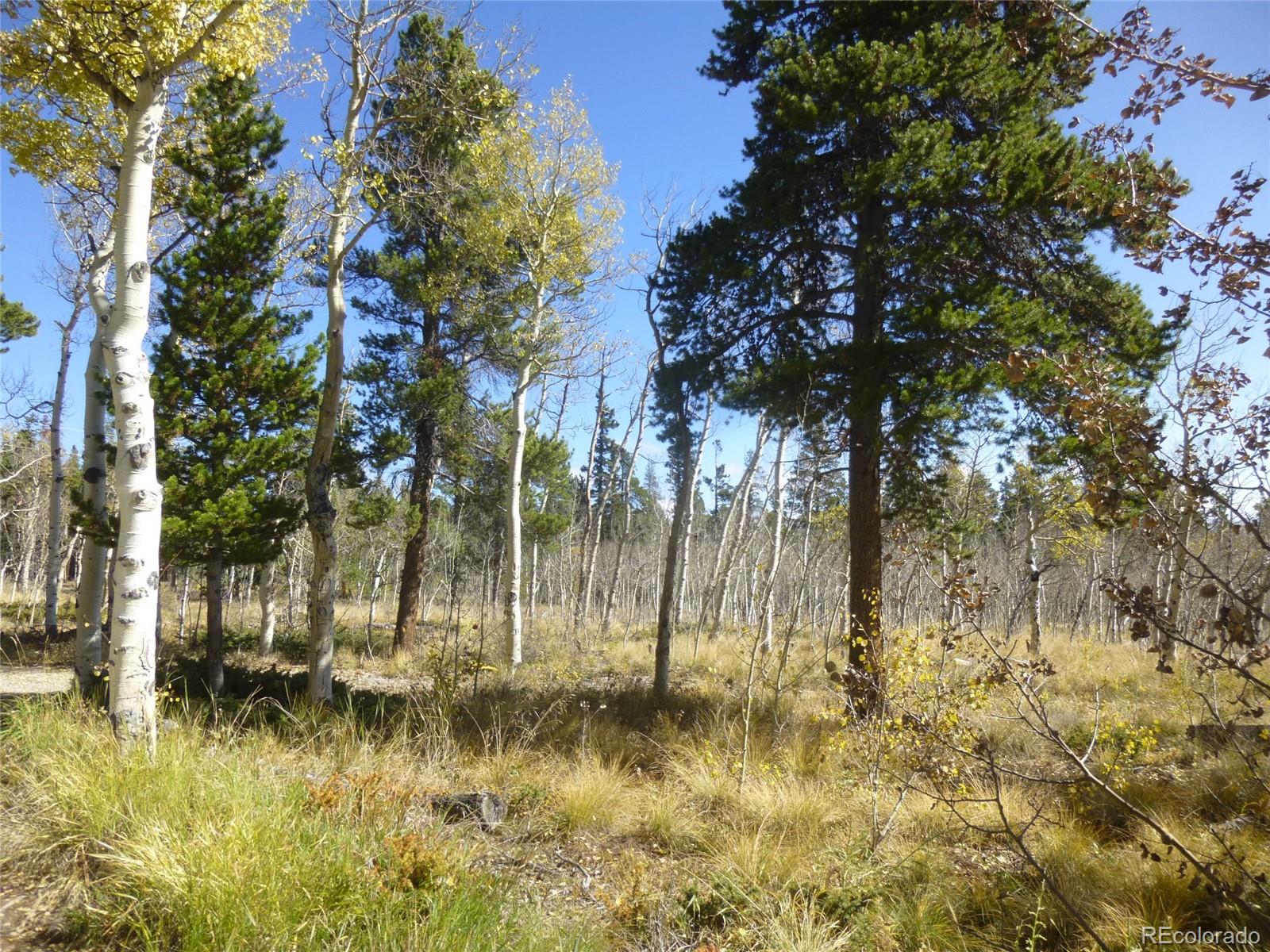 331 Lamb Mountain Road Fairplay, CO 80440 - Photo 5 of 23 Gallery Image 5