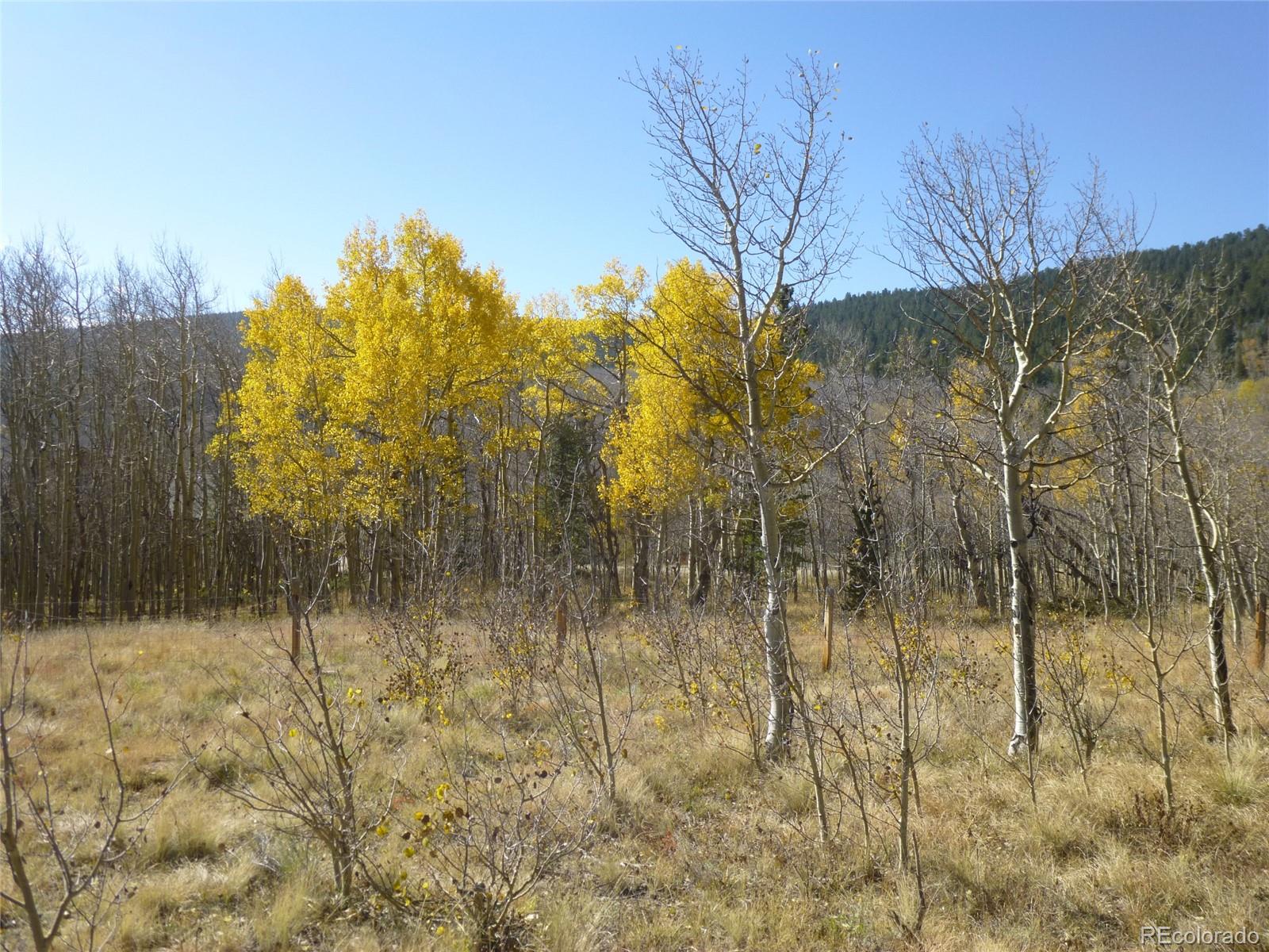 331 Lamb Mountain Road Fairplay, CO 80440 - Photo 7 of 23 Gallery Image 7