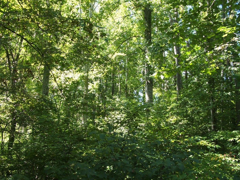 1079 Crymes Orchard Road Keysville, VA 23947 - Photo 15 of 23 Gallery Image 15