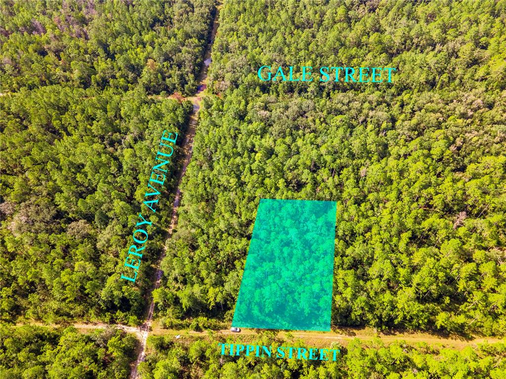 0 Tippin Street Bunnell, FL 32110 - Photo 2 of 8 a backyard of a house with a tree