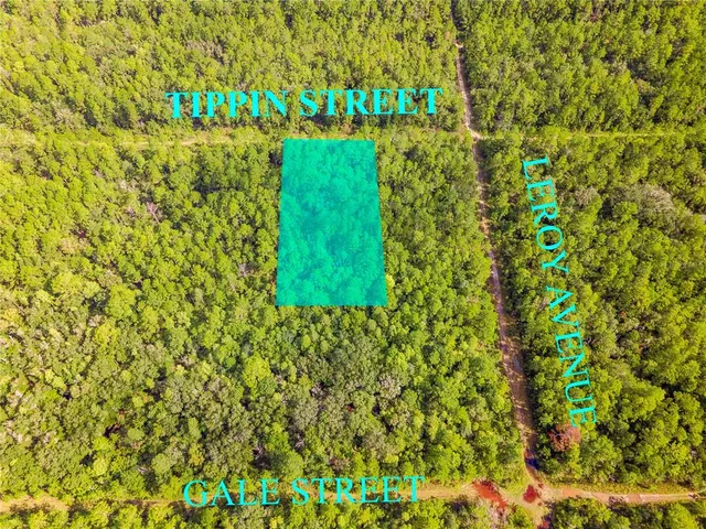 a close up of a plant