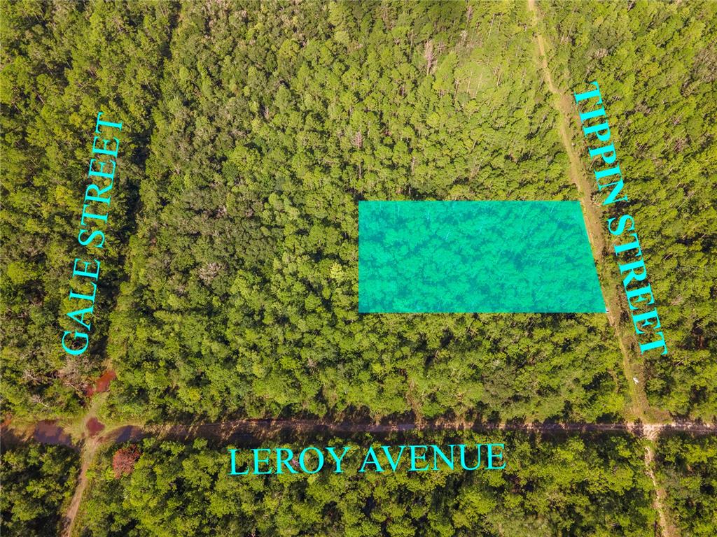 0 Tippin Street Bunnell, FL 32110 - Photo 8 of 8 a view of a garden