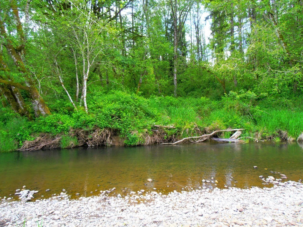1233 North Fork Road Chehalis, WA 98532 - Photo 9 of 11 a view of a lake with a large space