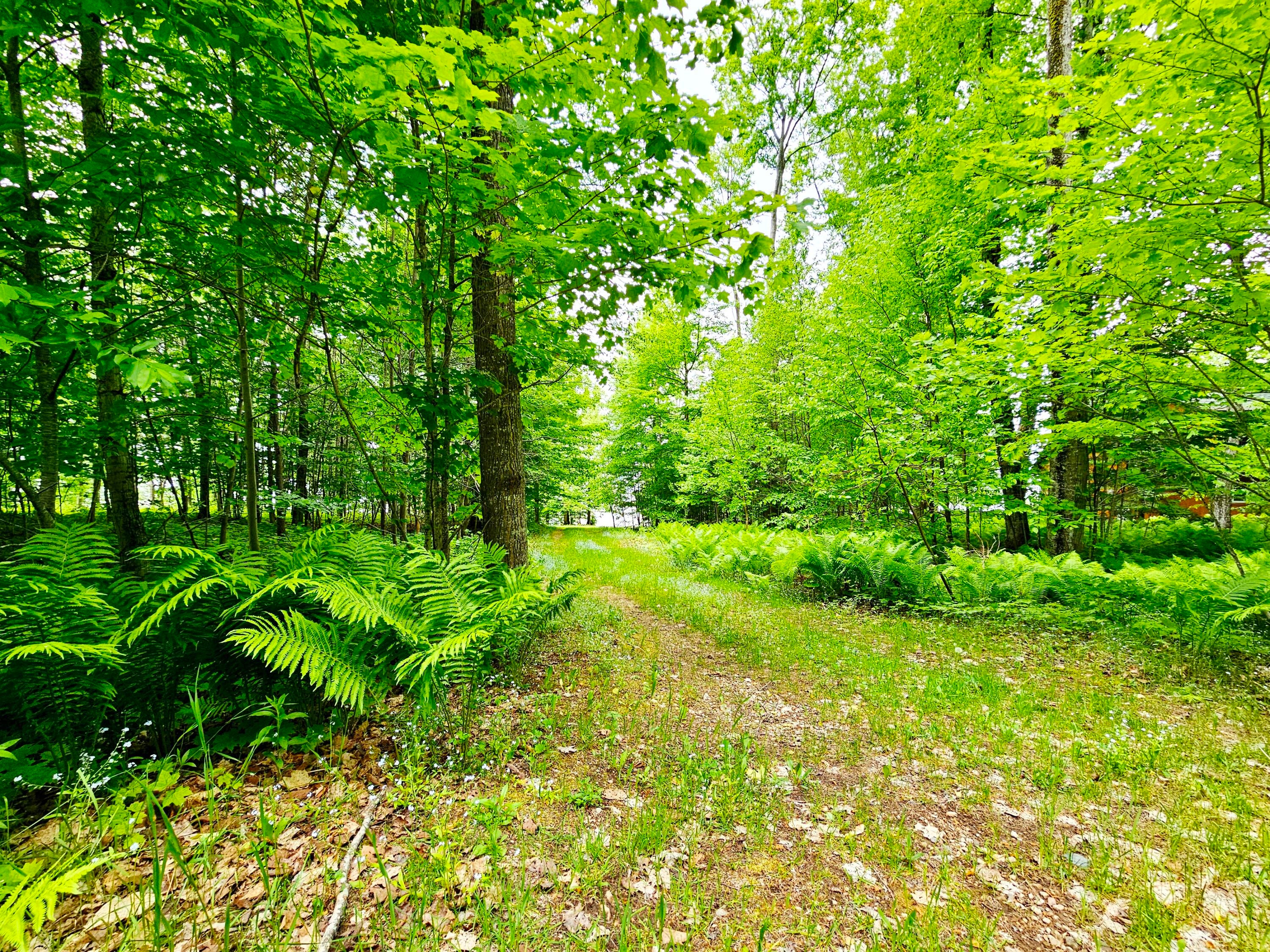 0 Needle Pointe Road Germfask, MI 49836 - Photo 9 of 22 Gallery Image 9