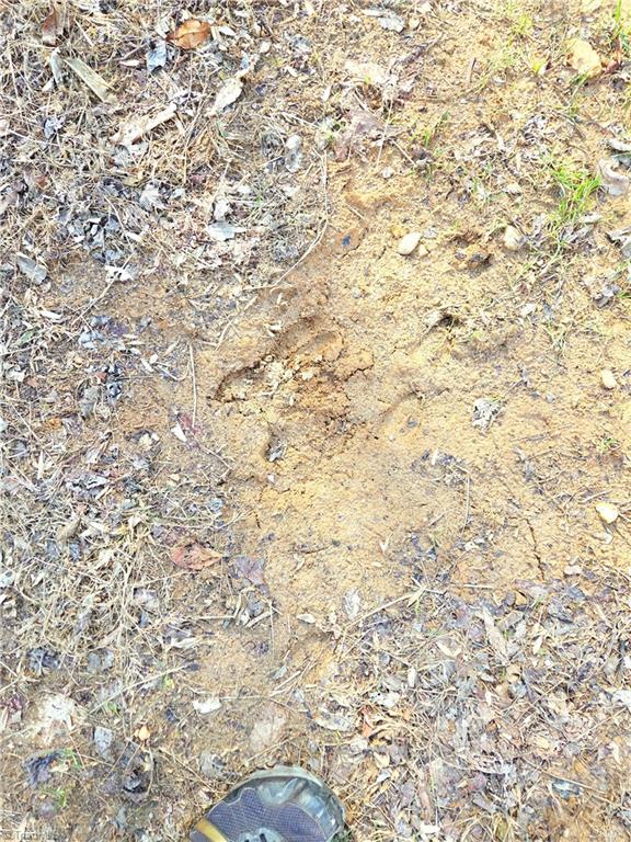 Tbd Eagle Hills Road, Unit EAGLE HILLS Purlear, NC 28665 - Photo 9 of 20 Deer Tracks on the property