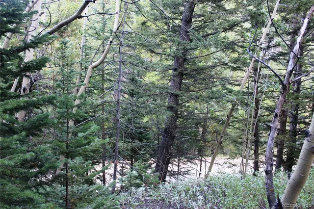 a view of a forest with a tree