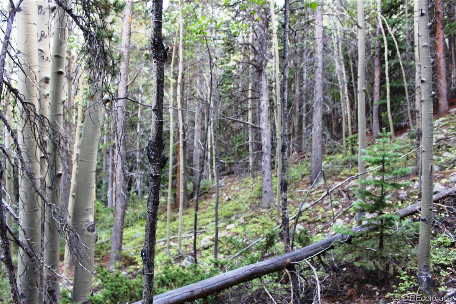 5340 Fs 718.1 Black Hawk, CO 80422 - Photo 3 of 8 a view of a garden