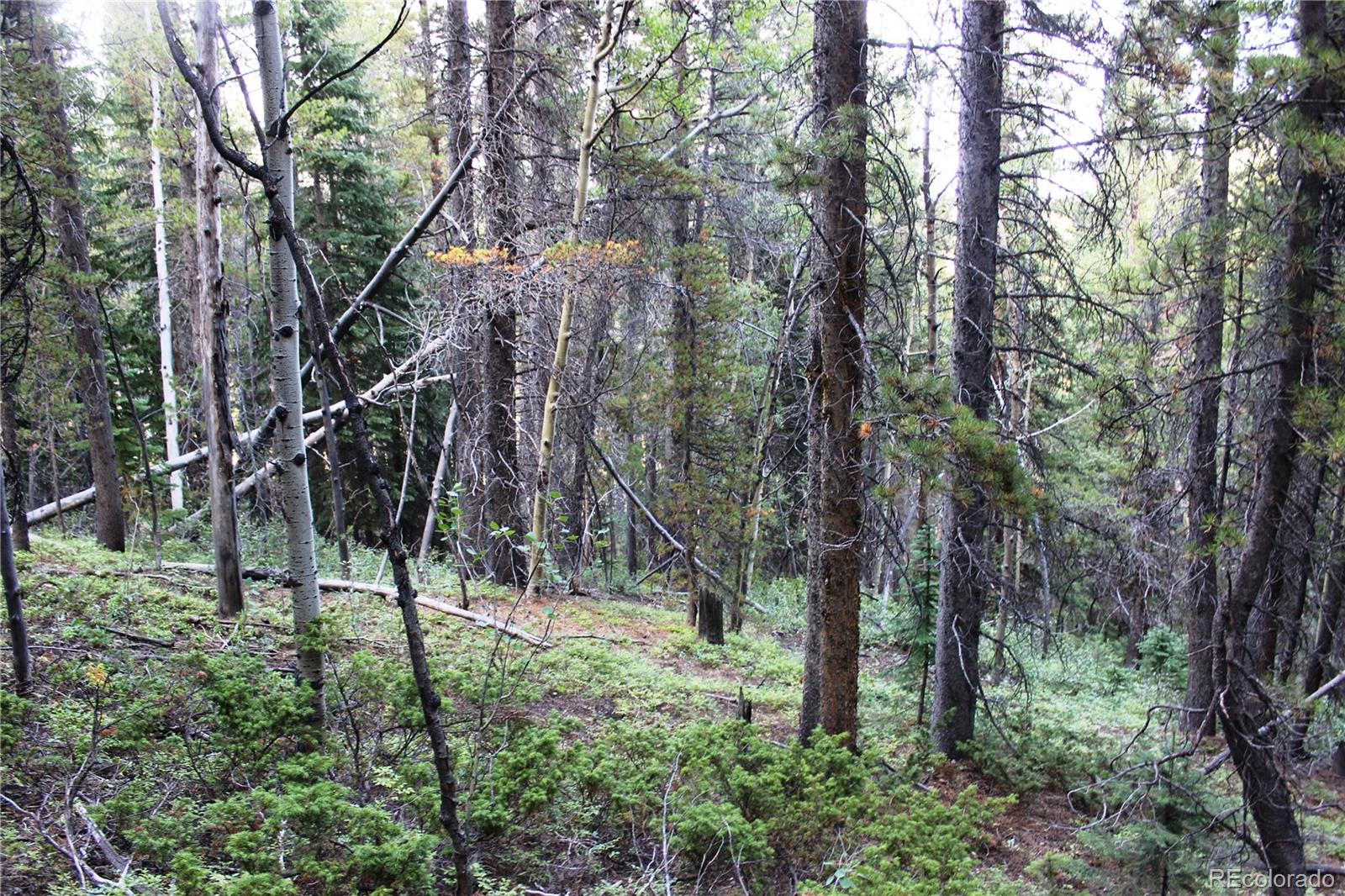 5340 Fs 718.1 Black Hawk, CO 80422 - Photo 4 of 8 a view of outdoor space and tree