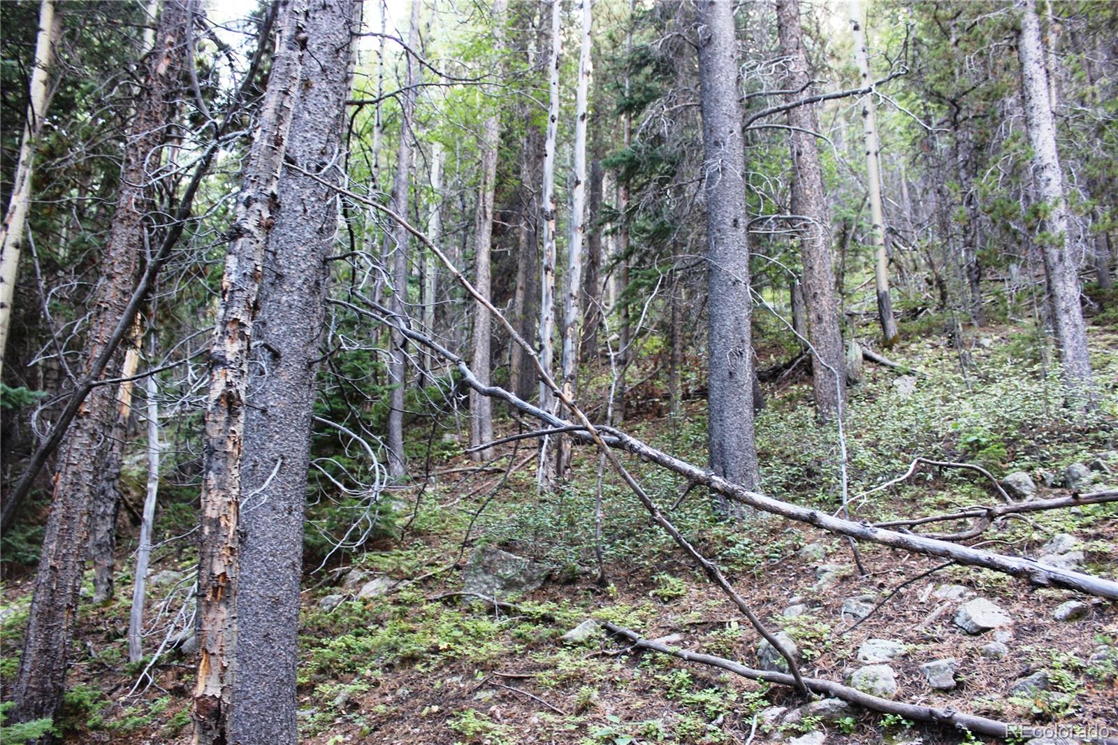 5340 Fs 718.1 Black Hawk, CO 80422 - Photo 5 of 8 a backyard of a house with lots of green space