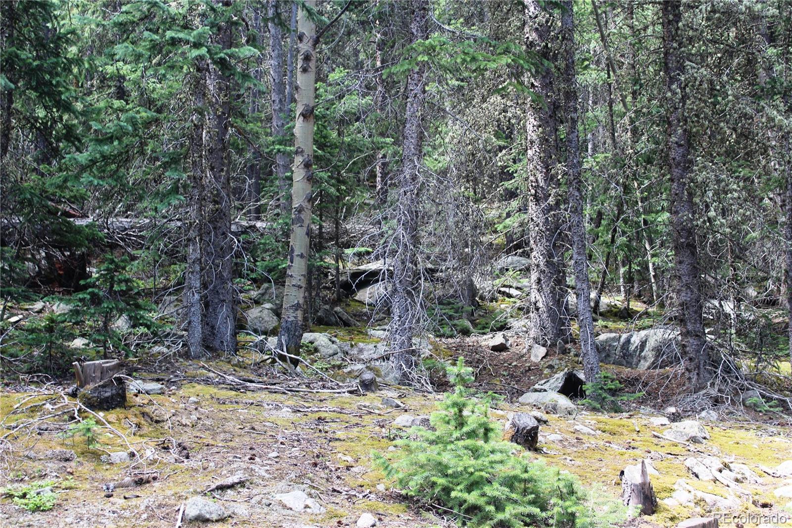 5340 Fs 718.1 Black Hawk, CO 80422 - Photo 6 of 8 a view of a tree with a yard