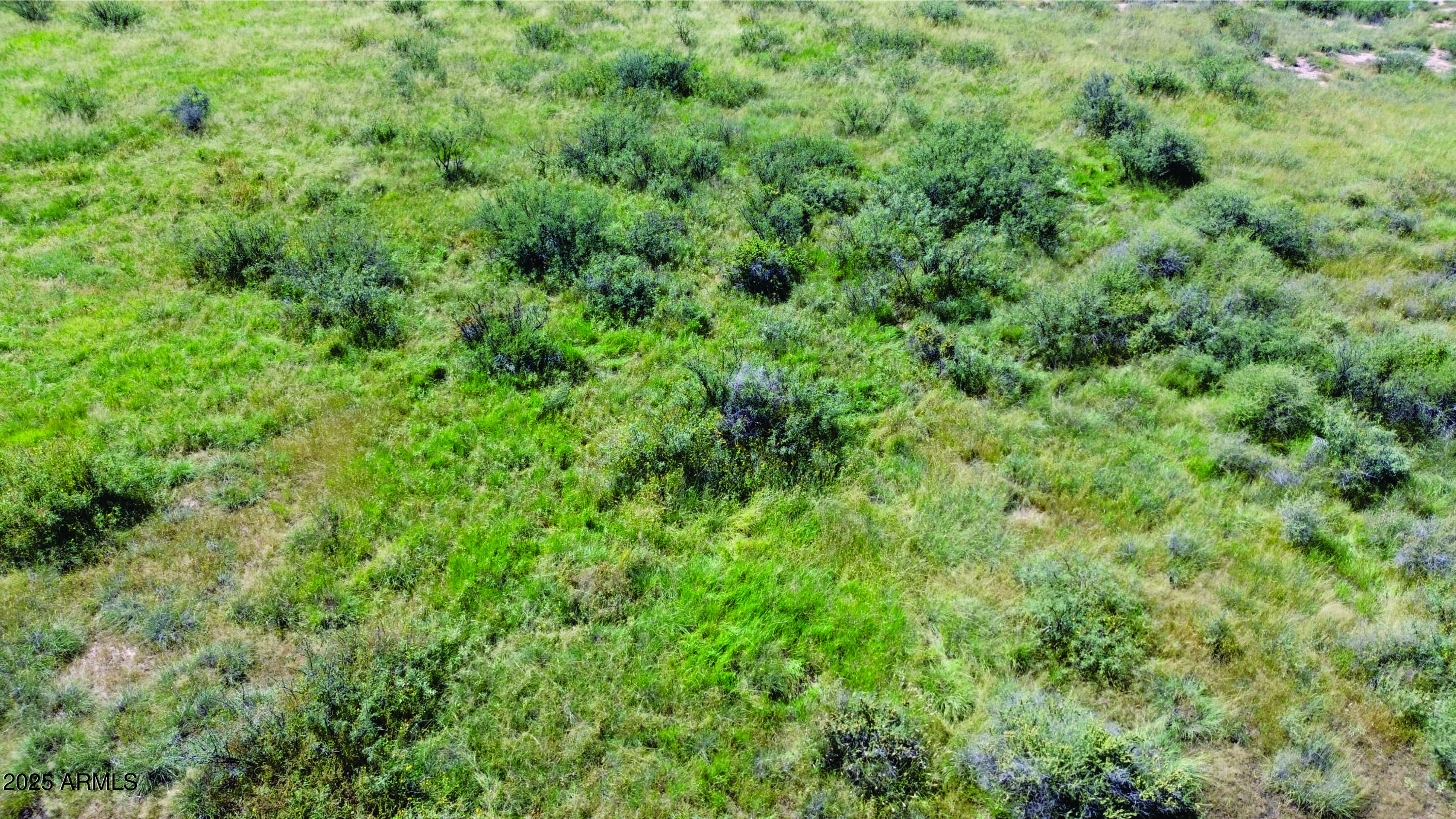 36.94-acre West Latimer Road, Unit 5 McNeal, AZ 85617 - Photo 12 of 23 a view of a forest with lots of trees