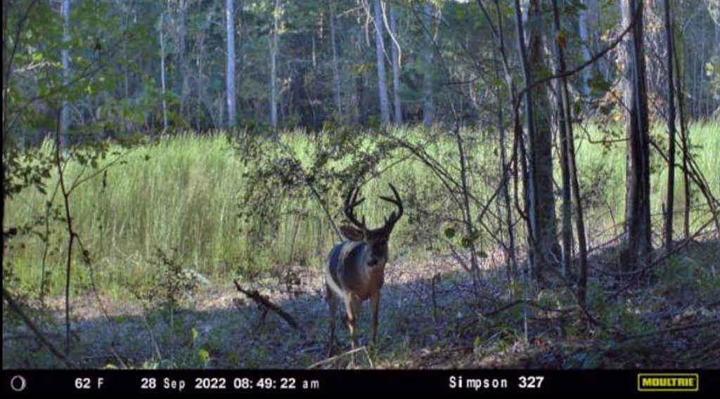 3 Anse Reed Road Magee, MS 39111 - Photo 3 of 5 Photo 3